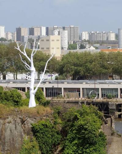 Le très graphique arbre blanc surplombant la ville